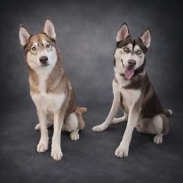 Siberian Husky All Grown Up from Frost-Kissed Kennels