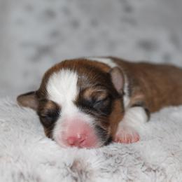 Porsche (fluffy) - Red female Pembroke Welsh Corgi puppy in Goliad, Texas from Rogers’ Fluffy Butt Corgis