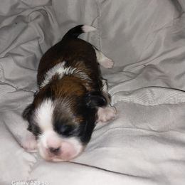 Red and white boy - Red and white male Shih Tzu puppy in Arcadia, Florida from Kitsune Cuddles and kisses