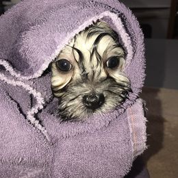 Havanese Puppies from Selah Havanese