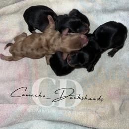 Dachshund Puppies from Camacho_Dachshunds
