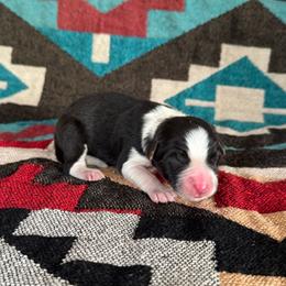 Statler - Black and white male Border Collie puppy in Mesa, Arizona from Ranch Girl Border Collies