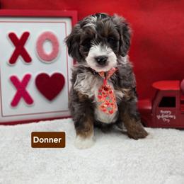 Donner- Brown collar - Blue merle male Bernedoodle puppy in Summerville, South Carolina from Channys Doodles