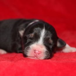 Rumor - Black tri-color female Australian Shepherd puppy in Watkins, Colorado from FoxRest Australian Shepherds