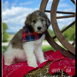 Aussiedoodle and Australian Shepherd Puppies from Dunroamin Farms Australian Shepherds and Aussiedoodles
