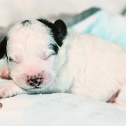 Chestnut - Black and white male Bernedoodle puppy in Lima, Ohio from Hommel’s Mini Darling Doodles
