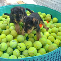 Airedale Terrier Puppies from JOVAL Airedales