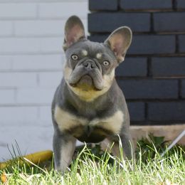 Griselda - French Bulldog
