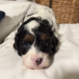 Chevy - Tri-color female Cavapoo puppy in Santaquin, Utah from Willow & Wag Farm