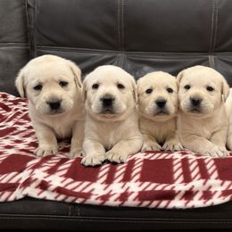 Boy 5 - Yellow male Labrador Retriever puppy in Medford, Oregon from Valley View English Labs