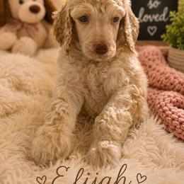 Elijah - Cream male Poodle puppy in Washington, Pennsylvania from Patriotic Poodles