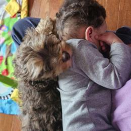 Tank - Cockapoo