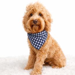 Jefferson - Caramel red male Australian Labradoodle puppy in Matthews, North Carolina from Weddington Labradoodles