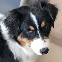 Steel - Australian Shepherd