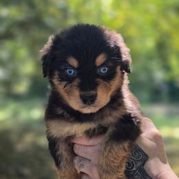Crow - Black tri-color male Australian Shepherd puppy in London, Kentucky from Kenmont Kennels
