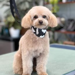 Oogie Boogie - Poodle