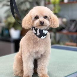 Oogie Boogie - Poodle