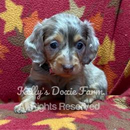 Chocolate and Tan Dapple Female Longhair - Chocolate and tan female Dachshund puppy in Cleveland, Tennessee from Kelly's Doxie Farm
