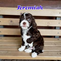 Jeremiah - male Golden Mountain Doodle puppy in Banner Elk, North Carolina from Walnut Tree Bernedoodles