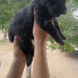 No collar - Black male German Shepherd puppy in Cochise, Arizona from Freiheit Von Himmel  Shepherds