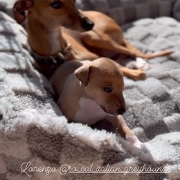 Italian Greyhounds from Robert Ramirez's Italian Greyhound