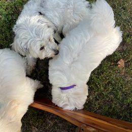 Coton de Tulear Puppies from Smoky Mountains Cotons