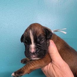 Buster - Fawn male Boxer puppy in Upper Sandusky, Ohio from Cornish Canines