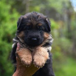 Charlotte - Black and red female German Shepherd puppy in Hagerstown, Pennsylvania from Euro Deja