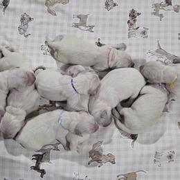 1st pick Male - male Golden Retriever puppy in Webberville, Michigan from All by grace goldens