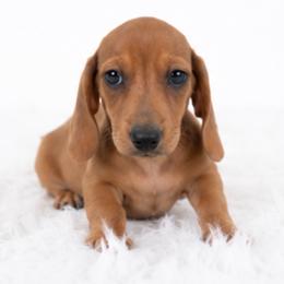 Jace - Dapple male Dachshund puppy in Desloge, Missouri from Snows Doxies