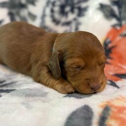 Chief - Red male Dachshund puppy in Hope, Arkansas from JK Kennel