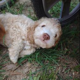 Cockapoo Puppies from Cano Cockapoos
