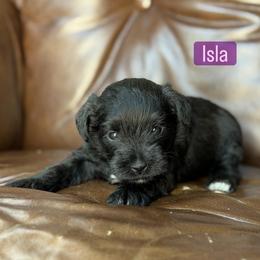 Isla - Black female Miniature Schnauzer puppy in Akron, Ohio from Green Family Companion Kennel, LLC