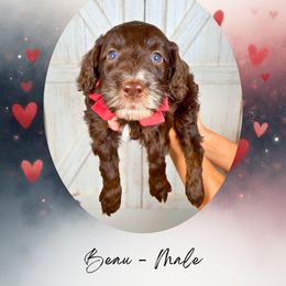 Beau - Phantom male Goldendoodle puppy in Canton, Georgia from Teddy Puppies