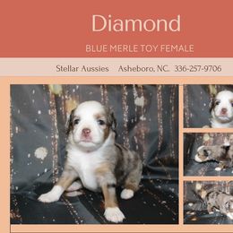 Diamond - Blue merle Toy Australian Shepherd puppy in Asheboro, North Carolina from Stellar Aussies