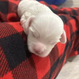 Jack - Buff male Cockapoo puppy in Paradise, Texas from 4W’s F2 Cockapoos