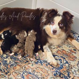 Aussiedoodle puppies from Jam's Doodles And Poodles