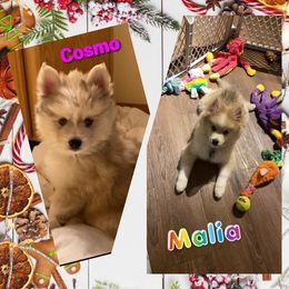 French Bulldog and Pomsky Puppies from Ba's Designer Puppies