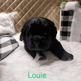 Labrador Retriever Puppies from Adirondack Labradors