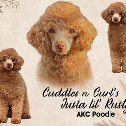 Rusty - Poodle