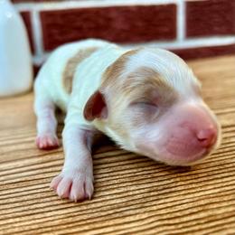 Goldendoodle and Poodle Puppies from SnickerDoodlePups