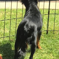 Miniature Pinschers and Russian Toys from Fede Miniature Pinschers & Russian Toys