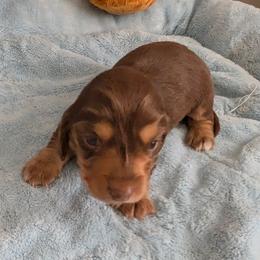 Bentley - Chocolate and tan male Dachshund puppy in Marshall, Texas from Wilson's Kennels