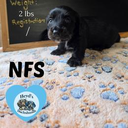 Hexxus - Black and tan male Dachshund puppy in Hoquiam, Washington from Heyd's Mini Dachshunds