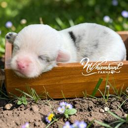 Mismark Merle- Full Tail - Blue merle and white male American Corgi puppy in Nashville, Arkansas from Whisenhunt Farms