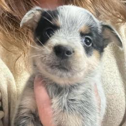 Girl 5 - Blue female Australian Cattle Dog puppy in Norton, Ohio from Australian Cattle Dog Company