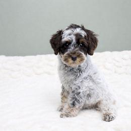 Australian Labradoodle, Cavapoo, Goldendoodle, Golden Mountain Doodle, and Poodle Puppies from Dawson's Royal Companions