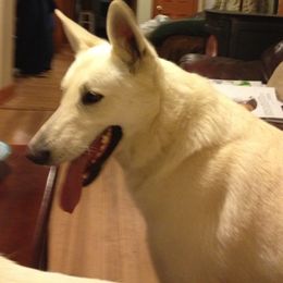 German Shepherds from ASJ White Shepherds, LLC