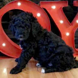 Goldendoodle and Poodle Puppies from Bama Bred Doodles