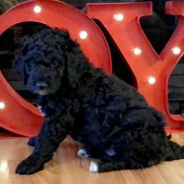 Goldendoodle and Poodle Puppies from Bama Bred Doodles